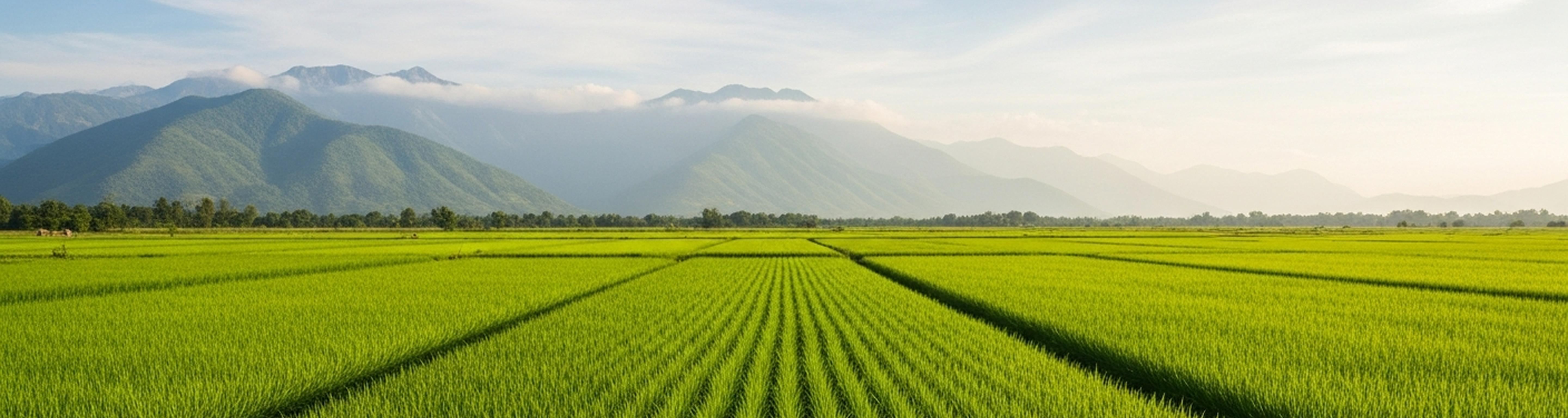 Rice fields